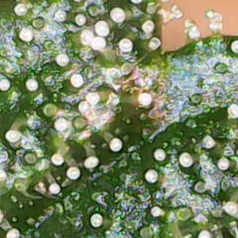 Maimiti - Tropical Mirage Limited Edition von Royal Queen Seeds growlog timeline photo