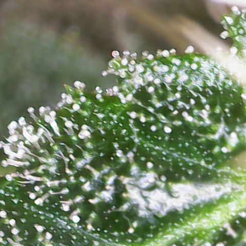 Maimiti - Tropical Mirage Limited Edition von Royal Queen Seeds growlog timeline photo