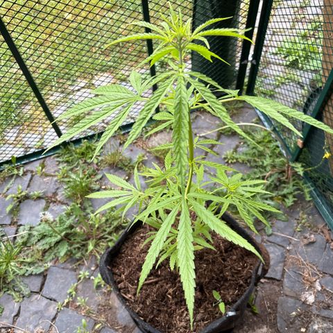 Daau (Stern) Baguio Gold growlog timeline photo