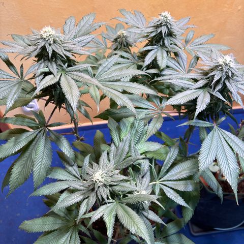 Nahimana - Mystisch - Tatanka Pure CBD growlog timeline photo