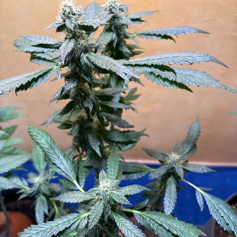 Maimiti - Tropical Mirage Limited Edition von Royal Queen Seeds growlog timeline photo