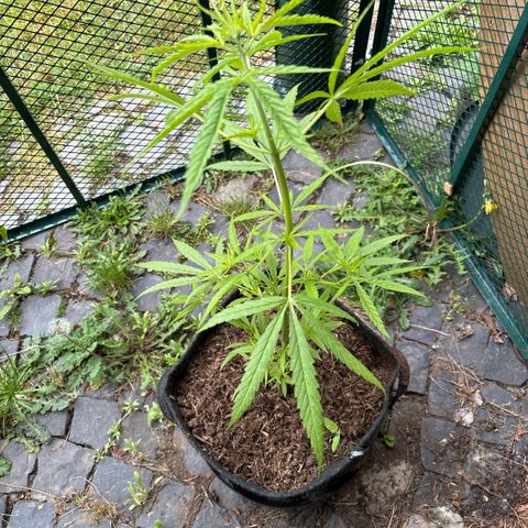 Daau (Stern) Baguio Gold growlog timeline photo