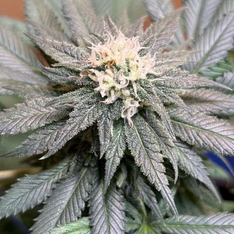 Nahimana - Mystisch - Tatanka Pure CBD growlog timeline photo