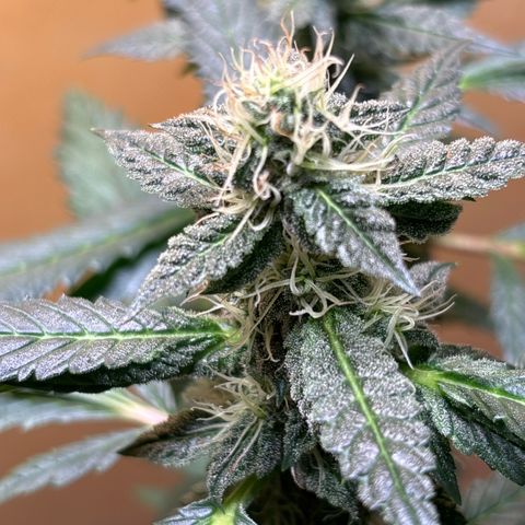 Maimiti - Tropical Mirage Limited Edition von Royal Queen Seeds growlog timeline photo