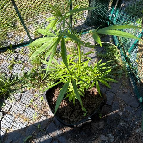 Daau (Stern) Baguio Gold growlog timeline photo