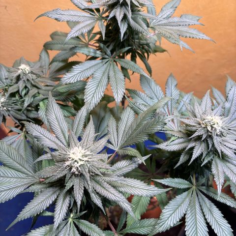 Nahimana - Mystisch - Tatanka Pure CBD growlog timeline photo
