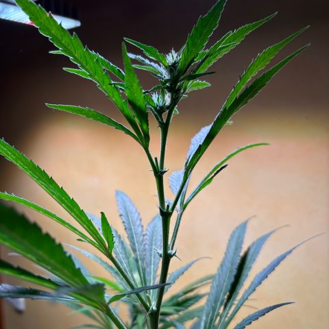 Maimiti - Tropical Mirage Limited Edition von Royal Queen Seeds growlog timeline photo