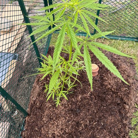 Daau (Stern) Baguio Gold growlog timeline photo