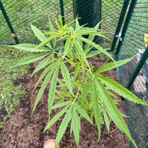 Daau (Stern) Baguio Gold growlog timeline photo