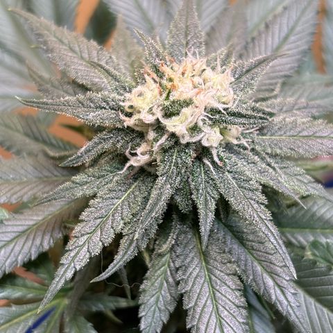 Nahimana - Mystisch - Tatanka Pure CBD growlog timeline photo