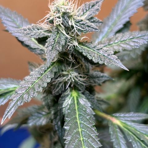 Maimiti - Tropical Mirage Limited Edition von Royal Queen Seeds growlog timeline photo