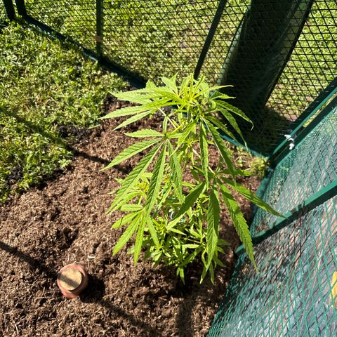 Daau (Stern) Baguio Gold growlog timeline photo