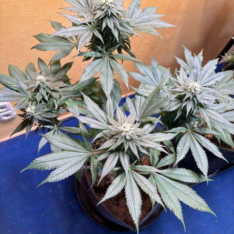 Nahimana - Mystisch - Tatanka Pure CBD growlog timeline photo