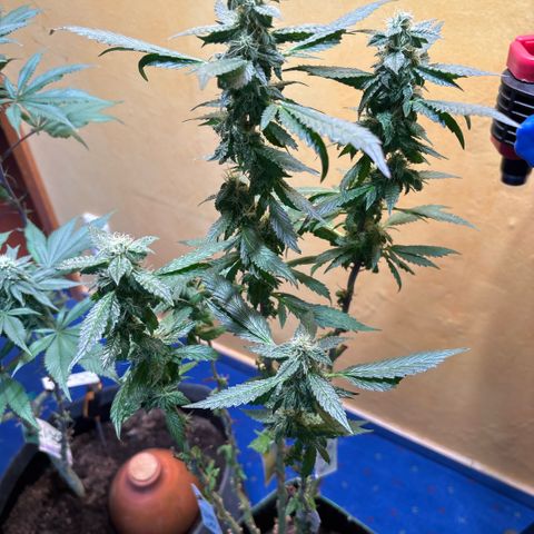 Maimiti - Tropical Mirage Limited Edition von Royal Queen Seeds growlog timeline photo