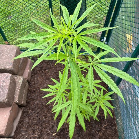 Daau (Stern) Baguio Gold growlog timeline photo