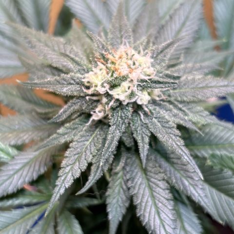 Nahimana - Mystisch - Tatanka Pure CBD growlog timeline photo
