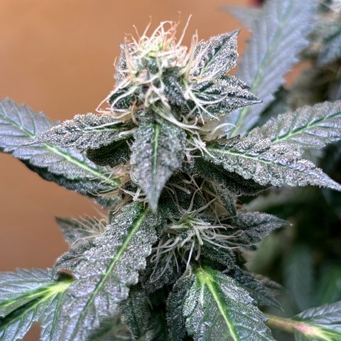 Maimiti - Tropical Mirage Limited Edition von Royal Queen Seeds growlog timeline photo