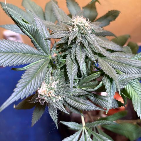 Nahimana - Mystisch - Tatanka Pure CBD growlog timeline photo