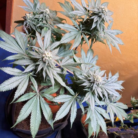 Nahimana - Mystisch - Tatanka Pure CBD growlog timeline photo