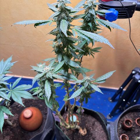 Maimiti - Tropical Mirage Limited Edition von Royal Queen Seeds growlog timeline photo