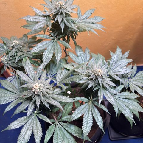 Nahimana - Mystisch - Tatanka Pure CBD growlog timeline photo