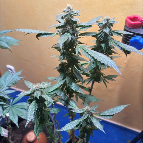 Maimiti - Tropical Mirage Limited Edition von Royal Queen Seeds growlog timeline photo