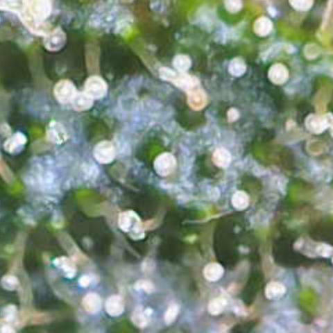Nahimana - Mystisch - Tatanka Pure CBD growlog timeline photo