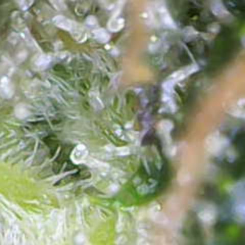 Nahimana - Mystisch - Tatanka Pure CBD growlog timeline photo