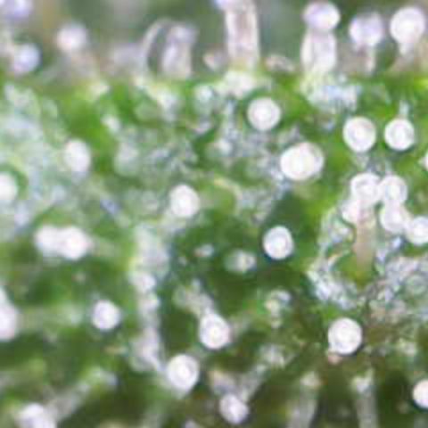 Maimiti - Tropical Mirage Limited Edition von Royal Queen Seeds growlog timeline photo