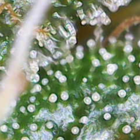 Maimiti - Tropical Mirage Limited Edition von Royal Queen Seeds growlog timeline photo