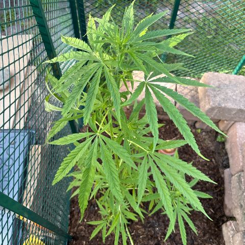 Daau (Stern) Baguio Gold growlog timeline photo