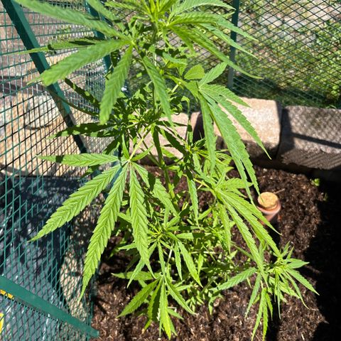Daau (Stern) Baguio Gold growlog timeline photo