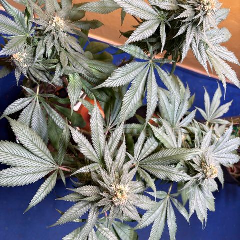 Nahimana - Mystisch - Tatanka Pure CBD growlog timeline photo