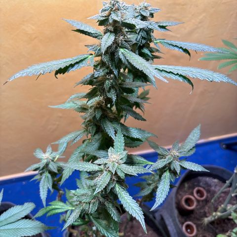 Maimiti - Tropical Mirage Limited Edition von Royal Queen Seeds growlog timeline photo