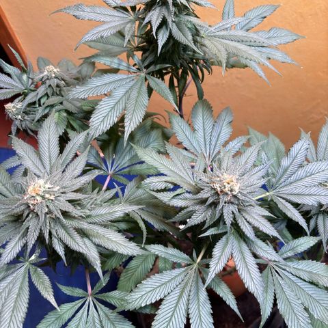 Nahimana - Mystisch - Tatanka Pure CBD growlog timeline photo