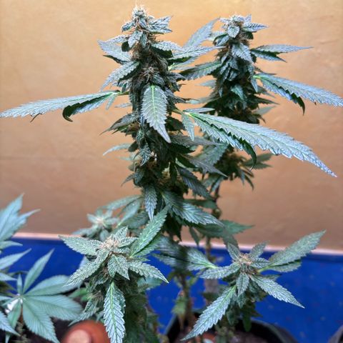 Maimiti - Tropical Mirage Limited Edition von Royal Queen Seeds growlog timeline photo