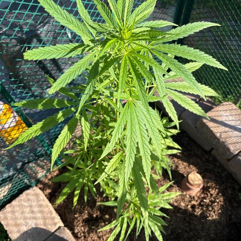 Daau (Stern) Baguio Gold growlog timeline photo