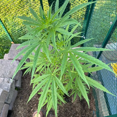 Daau (Stern) Baguio Gold growlog timeline photo