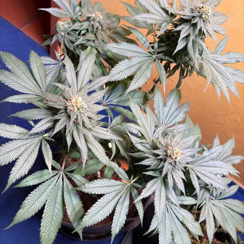Nahimana - Mystisch - Tatanka Pure CBD growlog timeline photo