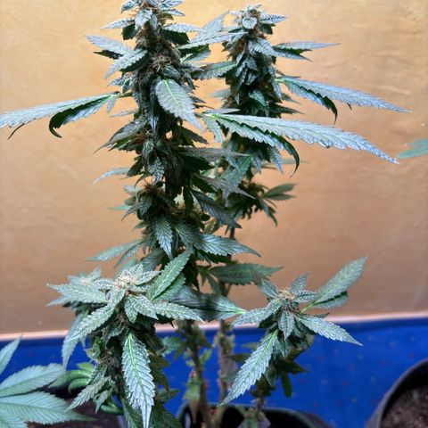 Maimiti - Tropical Mirage Limited Edition von Royal Queen Seeds growlog timeline photo