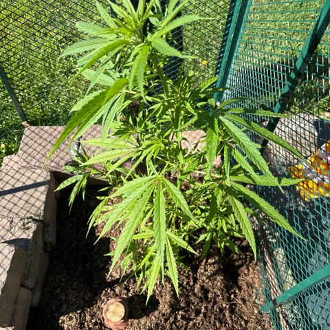 Daau (Stern) Baguio Gold growlog timeline photo