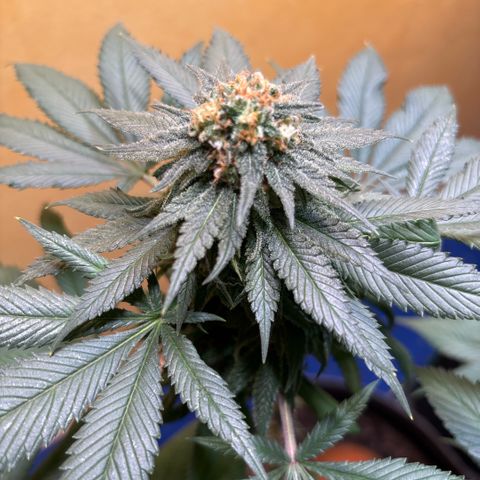 Nahimana - Mystisch - Tatanka Pure CBD growlog timeline photo