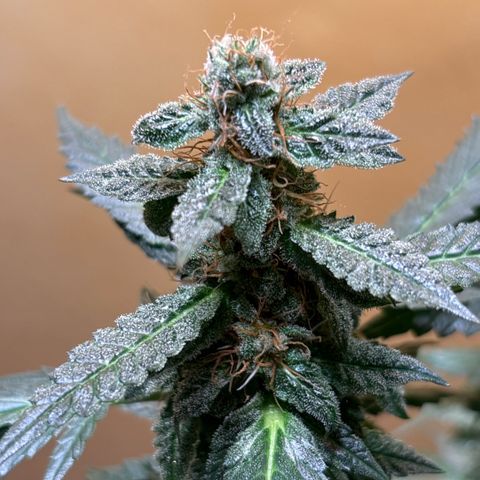 Maimiti - Tropical Mirage Limited Edition von Royal Queen Seeds growlog timeline photo