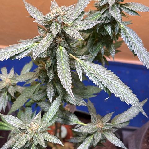 Maimiti - Tropical Mirage Limited Edition von Royal Queen Seeds growlog timeline photo