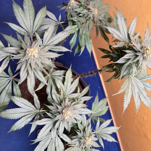 Nahimana - Mystisch - Tatanka Pure CBD growlog timeline photo