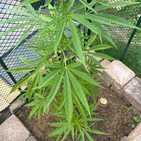 Daau (Stern) Baguio Gold growlog timeline photo