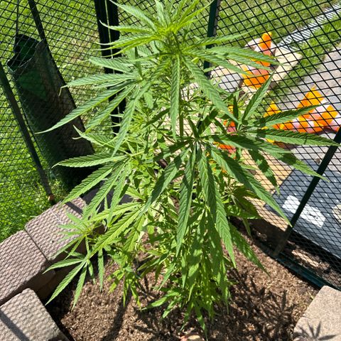 Daau (Stern) Baguio Gold growlog timeline photo