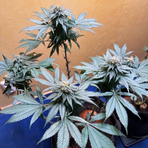 Nahimana - Mystisch - Tatanka Pure CBD growlog timeline photo