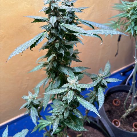 Maimiti - Tropical Mirage Limited Edition von Royal Queen Seeds growlog timeline photo