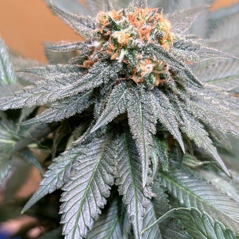 Nahimana - Mystisch - Tatanka Pure CBD growlog timeline photo
